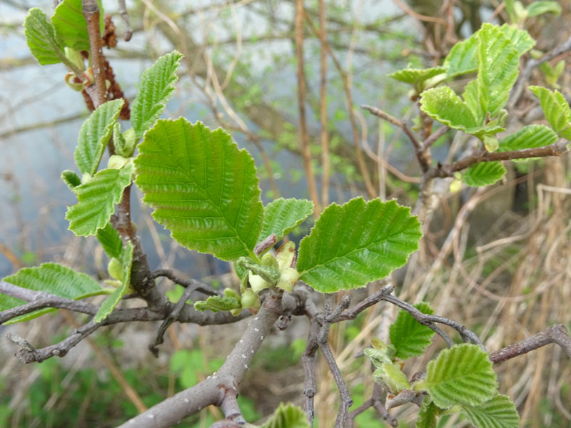 Alnus glutinosa - Betulaceae (Ontano nero)